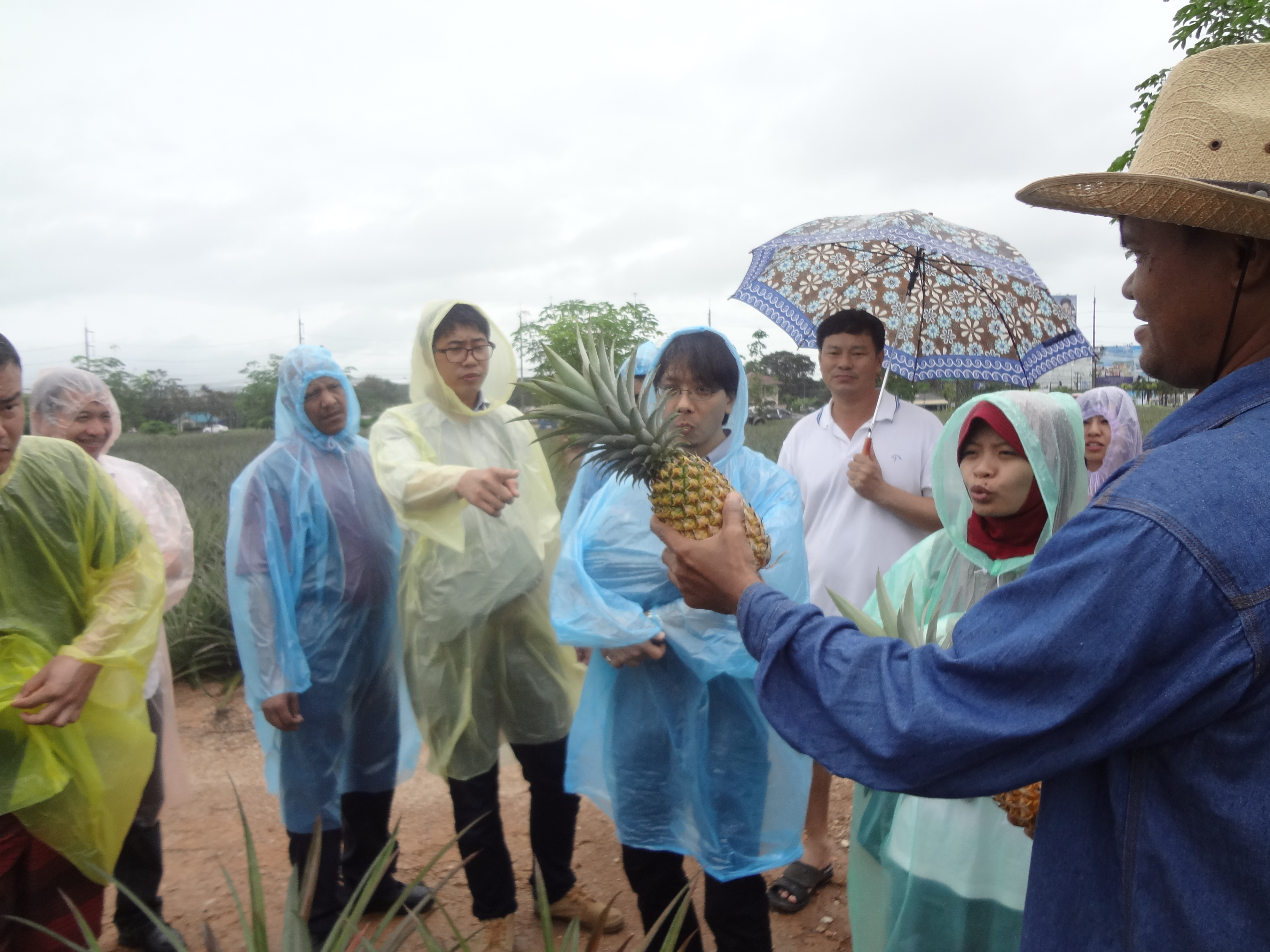 Participants listening to an explanation at the Pineapple Farm