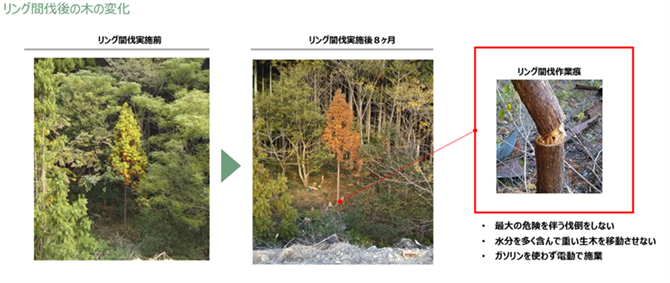 図２．リング間伐施業は立木の半分を占める水分を蒸散・蒸発させ軽量化を実現させた技術